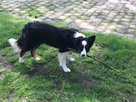 This dog is usually there and always wants you to throw it a stick!