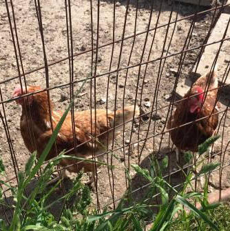 Two chickens