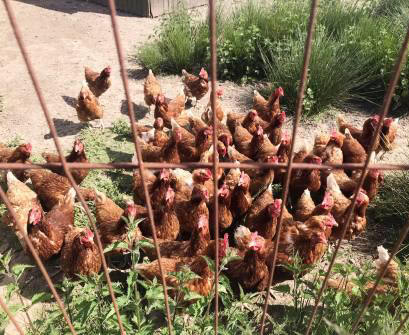 Lots of chickens!