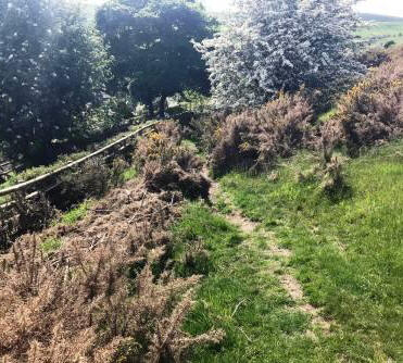 Look for the faint dirt path between gorse bushes