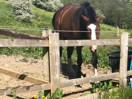 A very fine looking horse!