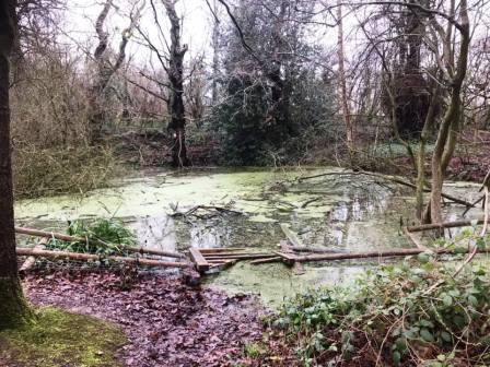 Swamp in the woods behind Fallibroome School
