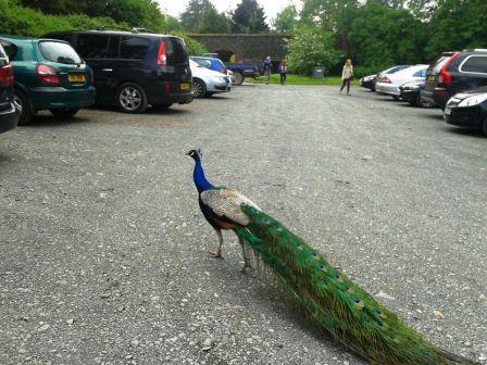 Some bird at some animal place