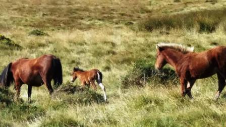 Wild ponies, with young, next to the parking spot