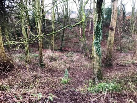 Tytherington Wood