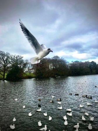 Redesmere photo