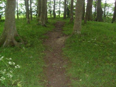 Inside the small copse on the summit