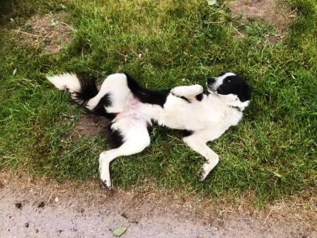 Dog from Dalehouse Farm wanted to play!