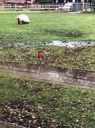 Robin