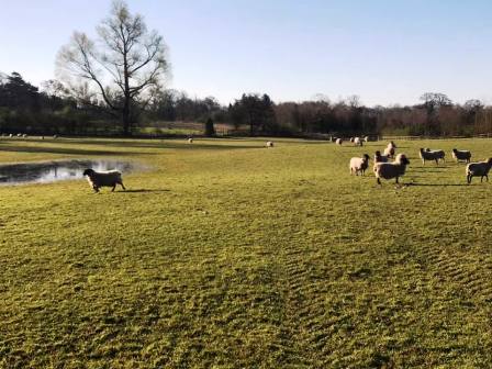 Walking through farmland from Nether Alderley towards the A34 bypass