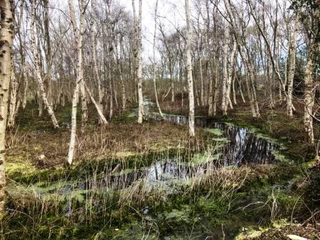 Tidnock Wood