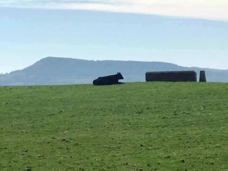 Trig point at Tidnock, with Bosley Cloud in the background