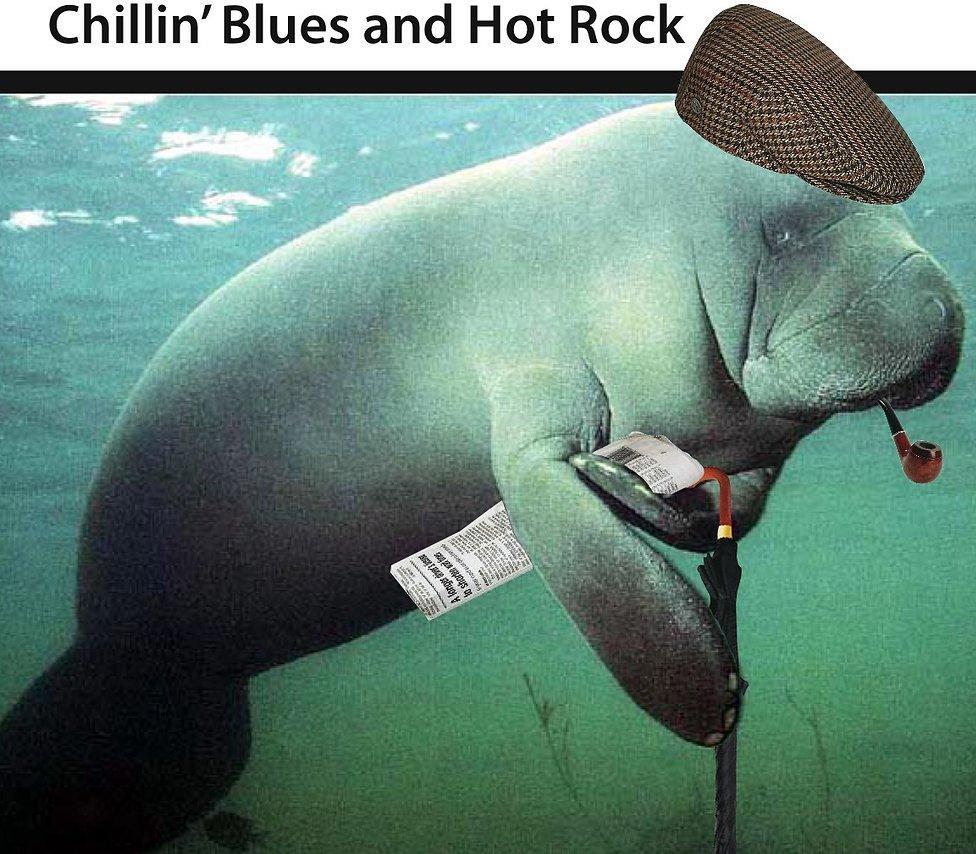 A manatee at ease